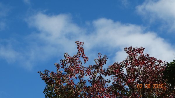 首登包場菜公坑&巴拉卡(枕頭)山O型825429