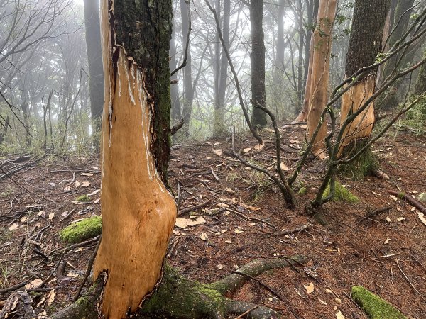 鹿林山-鹿林前山-真鹿林山-石水山-石水山基點峰 2025.5.252798425