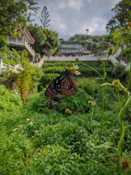 臺北大縱走第七段1651235