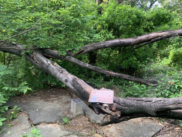 20250628高雄赤山2826280