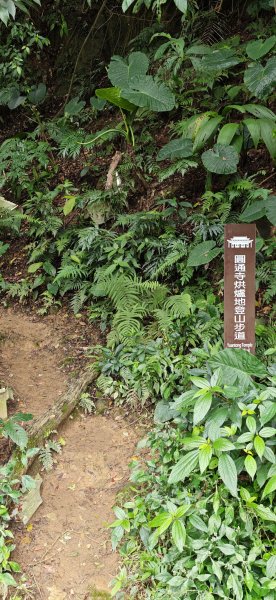 2026-0307 造鎮-文筆山-天華山-南勢角山-蘭花亭-牛伯伯3015869