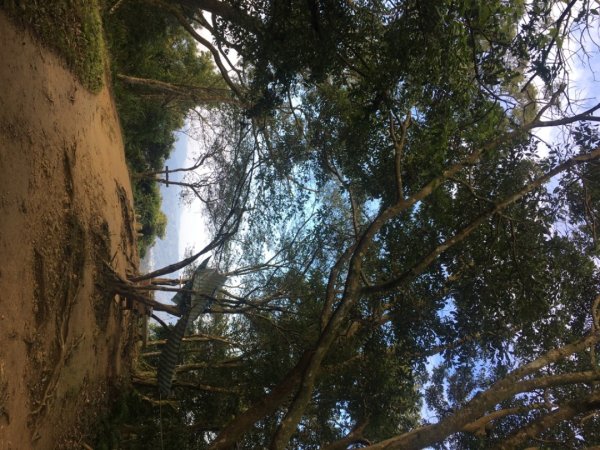 梅花撲鼻香2686611