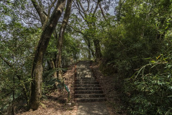 樹林與竹林交相的十二寮古道1368558