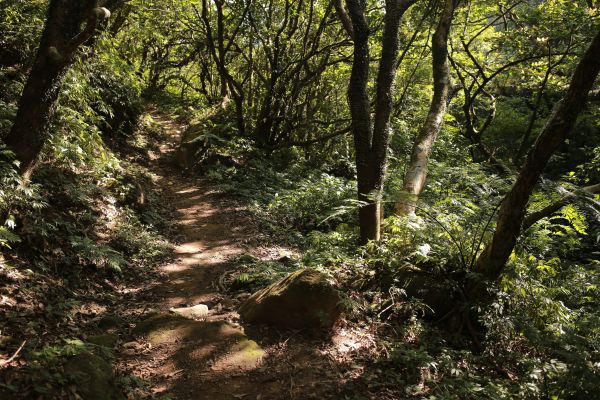 竹子山古道：北北峰161376