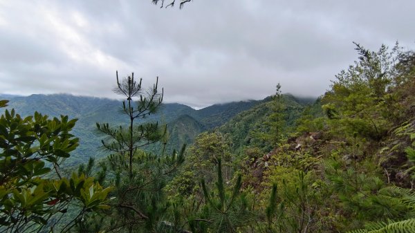 粉紅水晶蘭(長壽山~醜崠山下切出林道24.5k)2186319