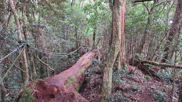 新北烏來-塔曼山1880743