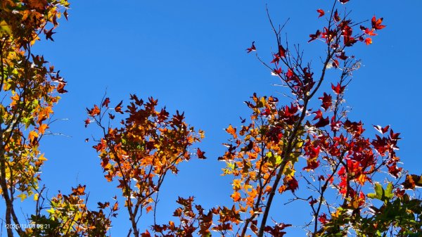 #太平山 #望洋山 #觀雲步道 #日出 #雲海 11/82931187