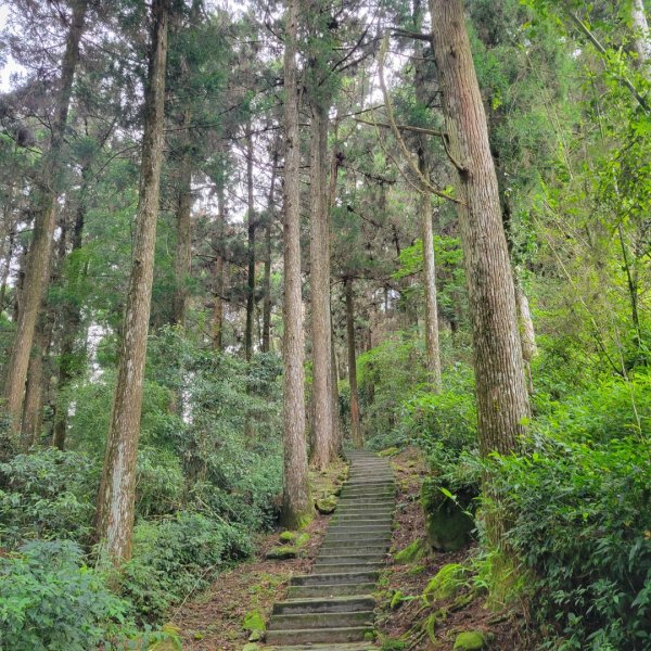 阿里山頂湖步道＞大凍山＞頂湖自然生態區2505501