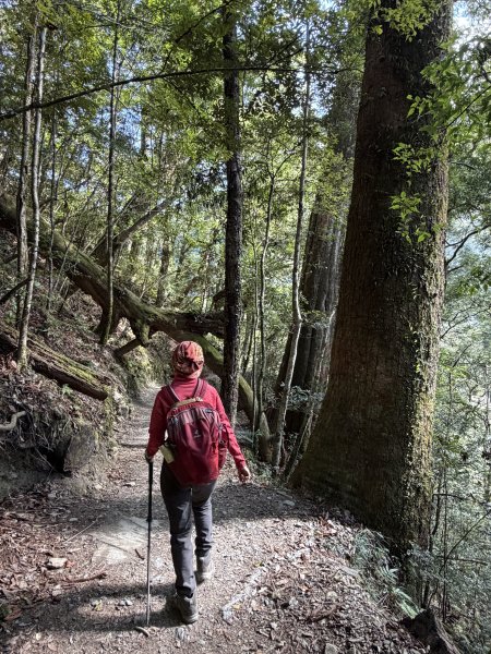 司馬庫斯巨木步道+櫻花祭202602193009435