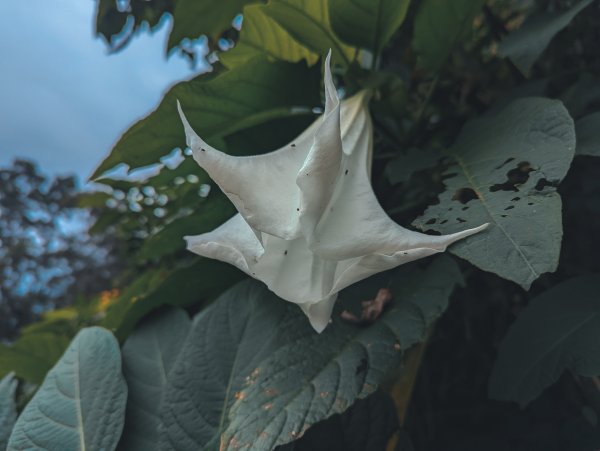 【2021 登山植物學】1609446