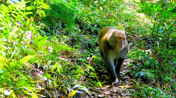 紅壇上紗帽山,花卉中心3016472