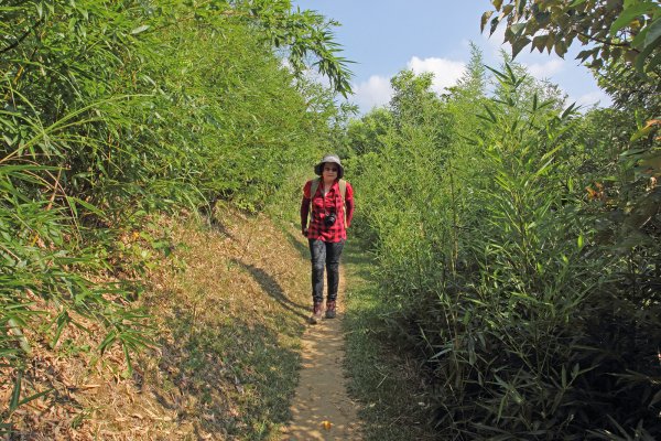 鶯歌碧龍宮.龜公山.牛灶坑山.鶯歌石695324