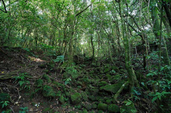 新北 萬里 鹿崛坪山、富士坪山、大尖山2353370