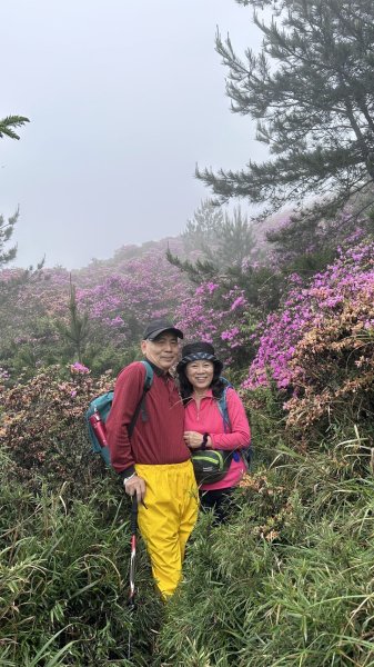 合歡北峰紅毛杜鵑盛開_202406052518345