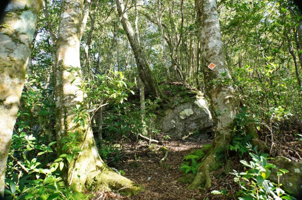 桃園 復興 復興尖山2867095