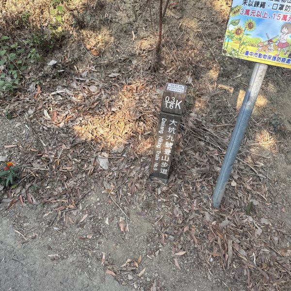 20260218 台中－臺灣百大必訪步道大坑9、10號步道3006434