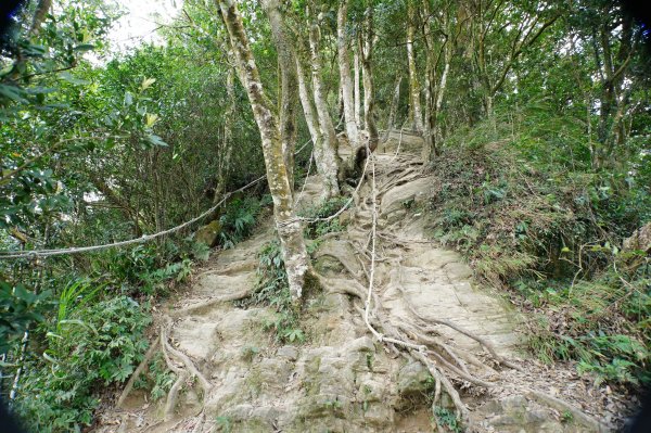 苗栗 獅潭 仙山、大窩山2984273