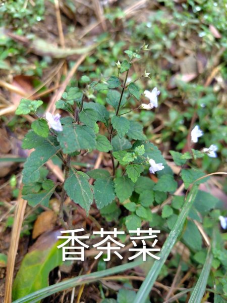 渭水之丘 烘爐地山 抹茶山 三角崙山2938726