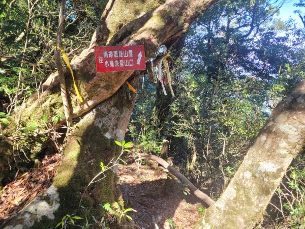 20231118 南插天山 魯培山 山毛櫸秘境2355637