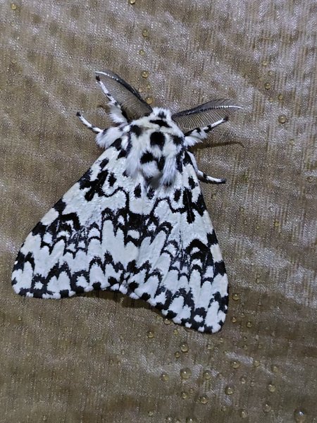 大竹溪山連走鞍輪名山3006896