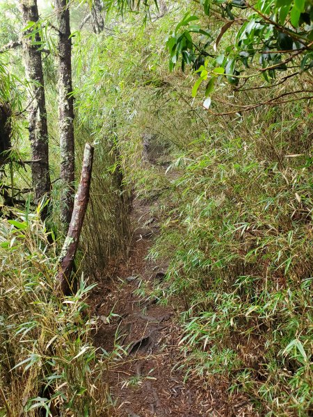 郡大碰碰車952502