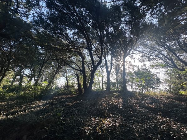 永安漁港、新屋海濱植物園2657316