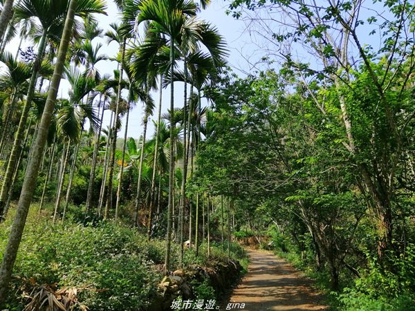 【南投。魚池】虐腳的陡上階梯。 小百岳集起來。 編號52小百岳~後尖山1365808