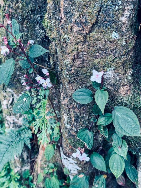 小百岳大凍山2775067