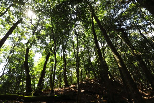 阿里山三霞 -- 楠梓仙溪左岸 南霞山1490243