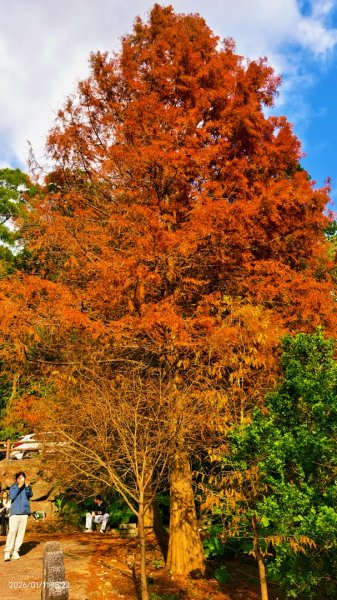 #花卉試驗中心 #永公路500巷 #平菁街42巷 #原住民公園 #士林官邸 1/42980394