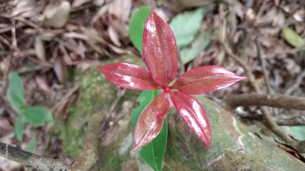 逐鹿卡保山賞一葉蘭2760886