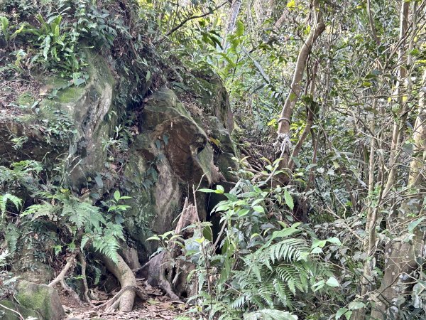 桃園金面山2752277