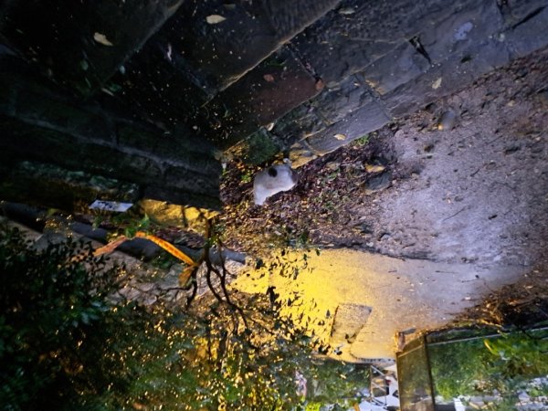 台北金面山親山步道3117289
