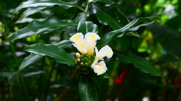 台北植物園3051134