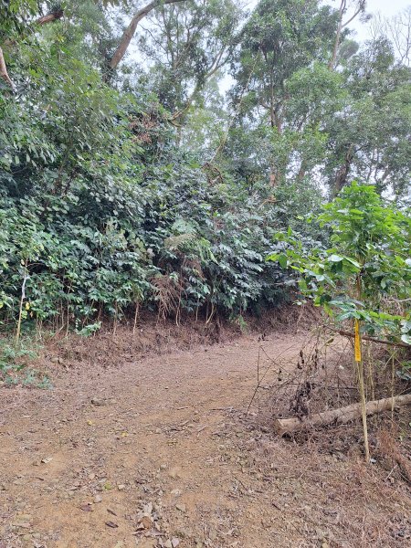 烏山嶺水利古道+鳥子嶺O型2967446