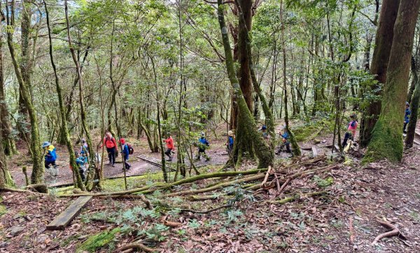 觀霧-檜山巨木群步道2925550