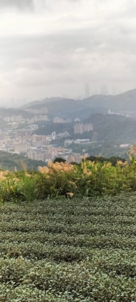 樟樹步道魯冰花2420331