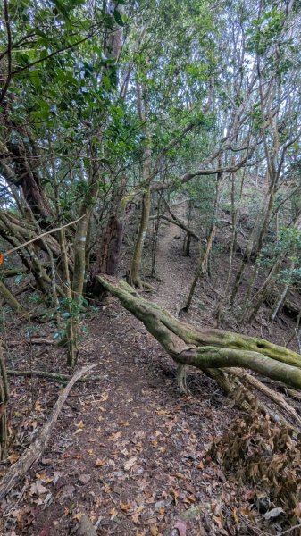 橫龍山、橫龍古道2682919