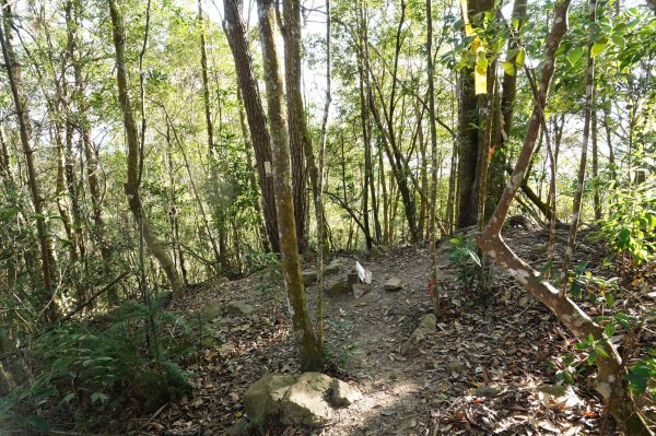 臺中 和平 白毛山、次郎山2670916