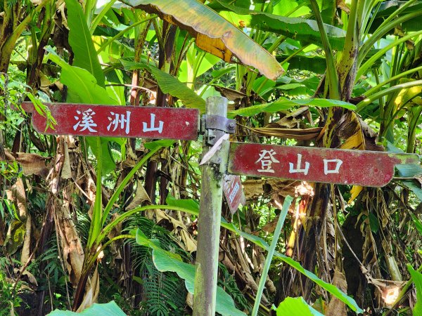 小百岳No.23⛰溪洲山2506983