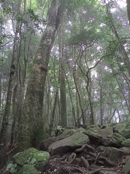 【谷關七熊,山林美境尋寶趣】屋我尾山步道1108309