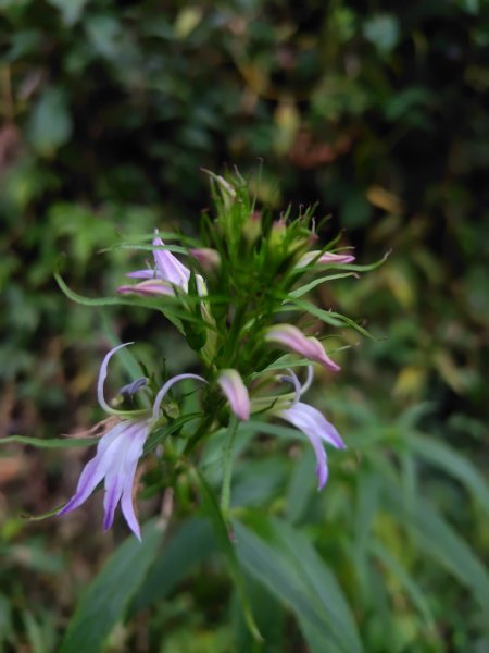 多納六秀 京大山2957565