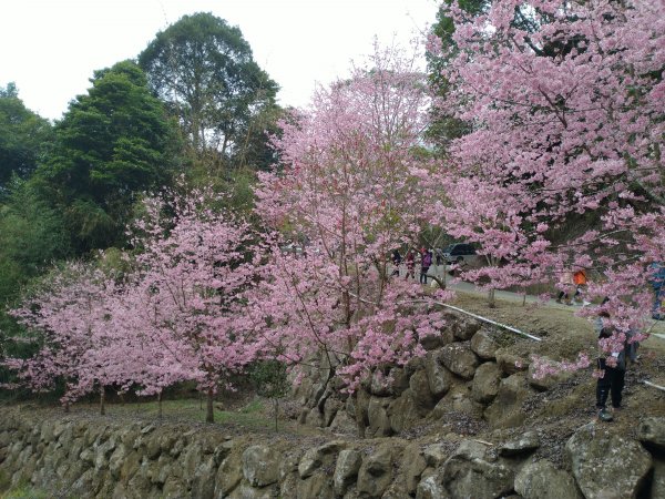 2023-02-26 登嘉南雲峰巧遇草嶺櫻花季2043942