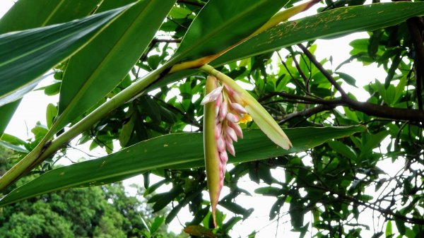 汐止八連路1716780