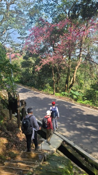 2025-0204 鶯歌_大凍山_三角埔頂山_迴龍2707924