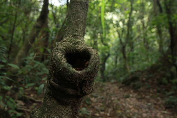 淡蘭古道北路坐山望海1253896