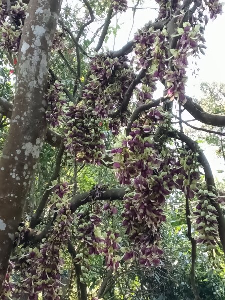 王公坑山血藤花2746267