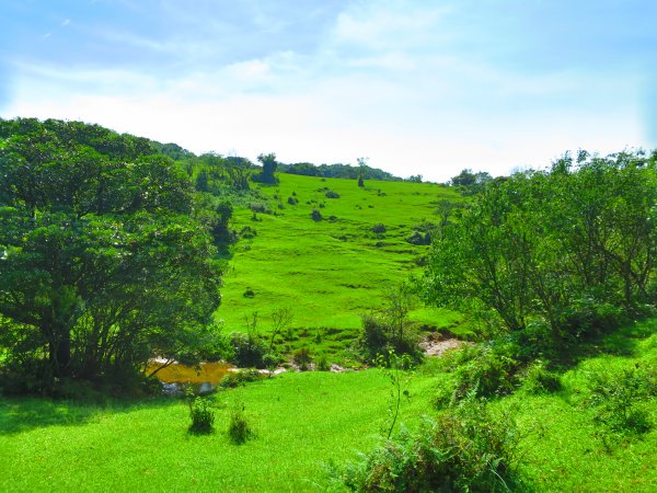 夏觀碧草如茵：頂山石梯嶺步道648282
