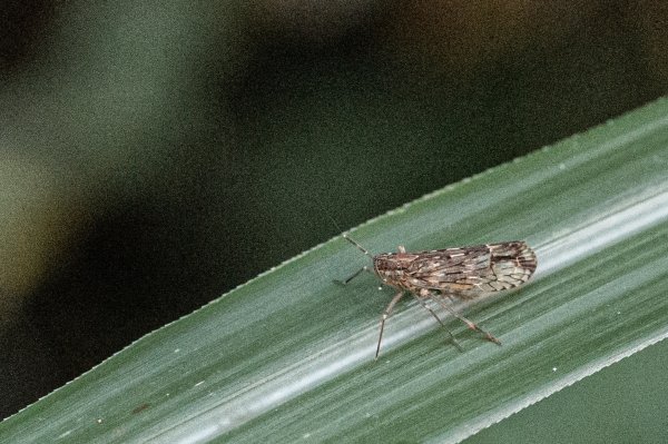 探訪台北溪流之美｜桶後越嶺古道（礁溪-烏來）2911737