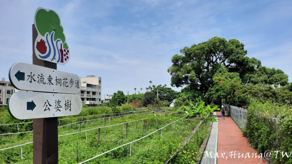 《台中》水向東流｜外埔水流東桐花步道202309162284255